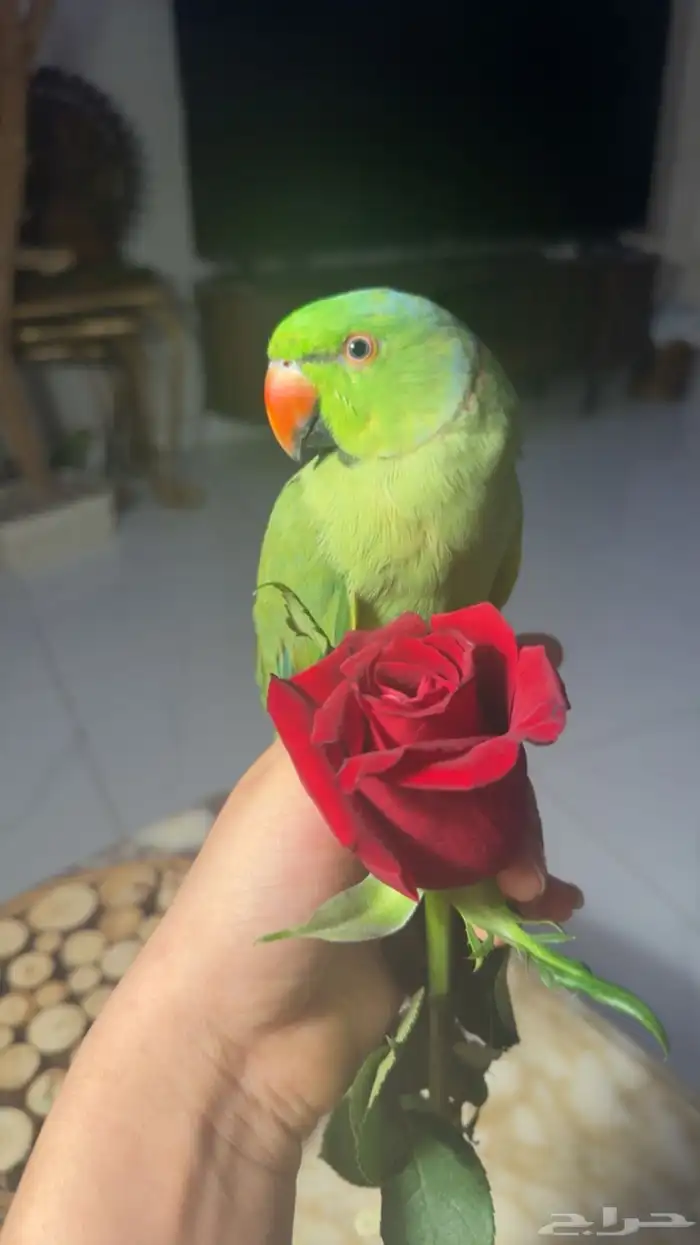 للبيع ببغاء الدرة كحول 0