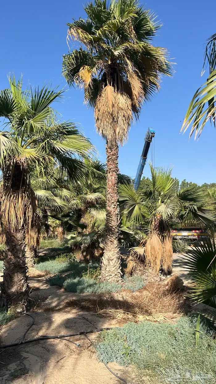 نخيل واشنطن 3