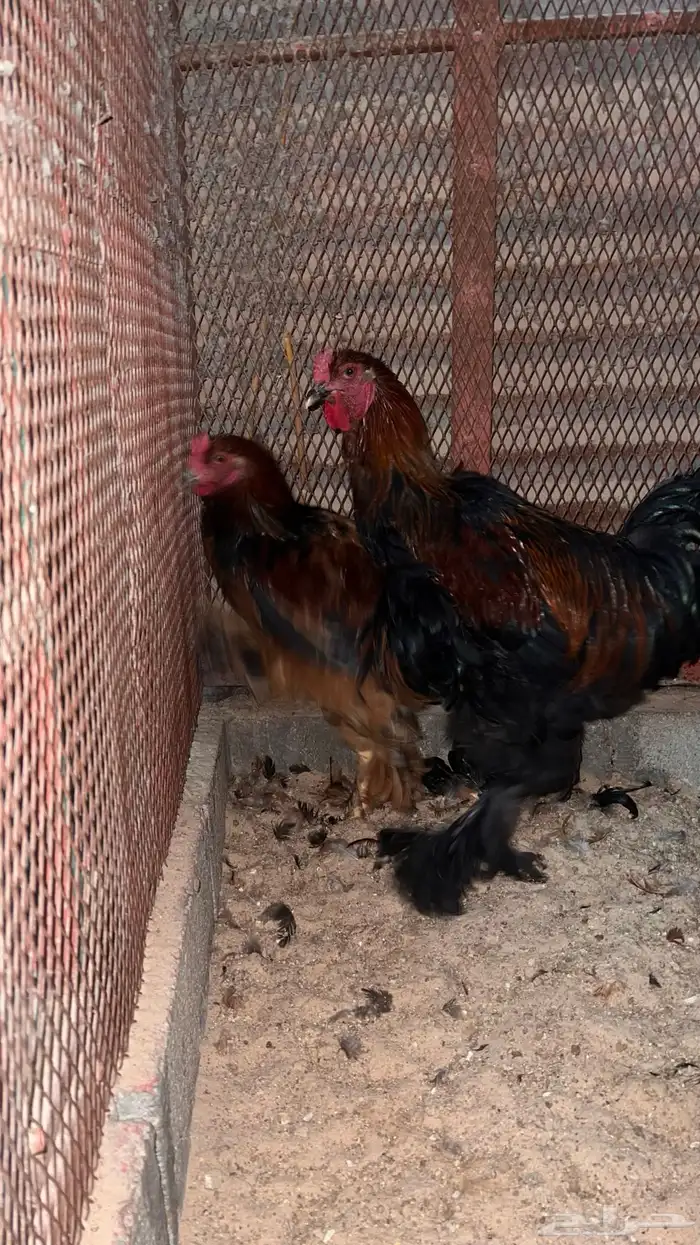 دياكه براهما 0