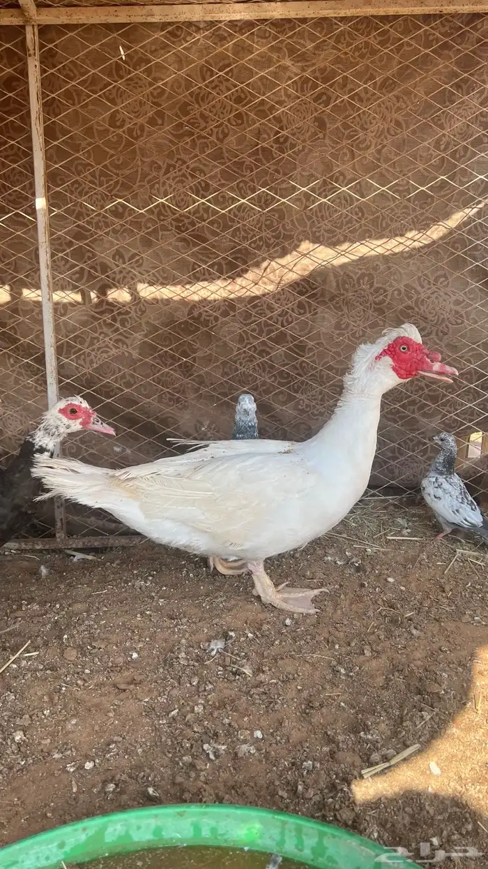 للبيع بط بح او مصوي 1