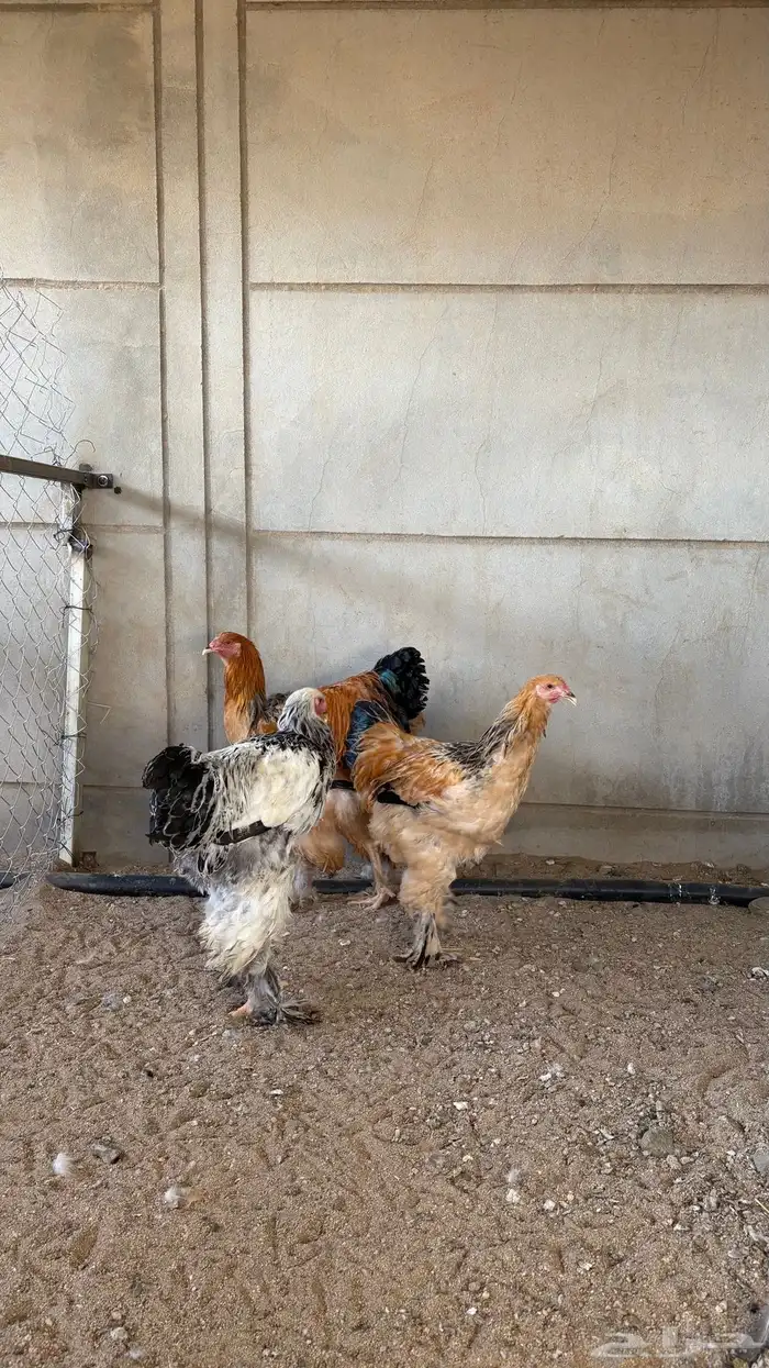 دجاج براهما 0