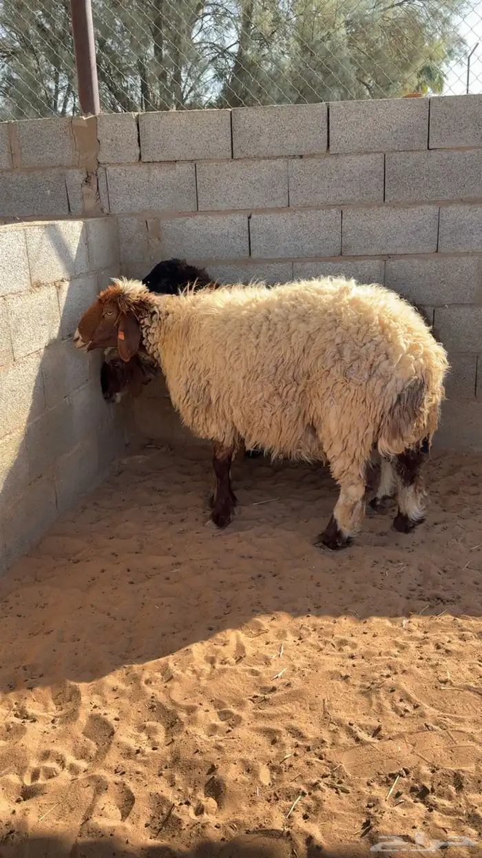 شياه حيل مقفله شحم 0