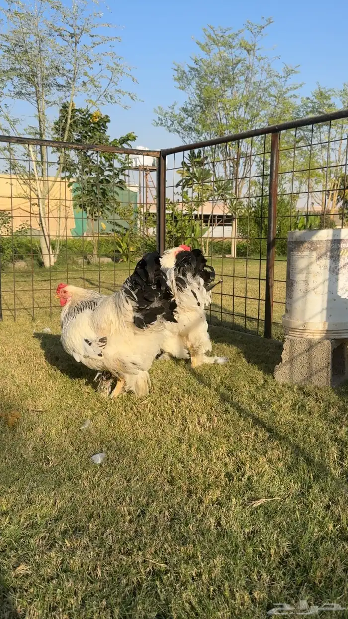 ديك ديكة براهما كولومبي كونك 3