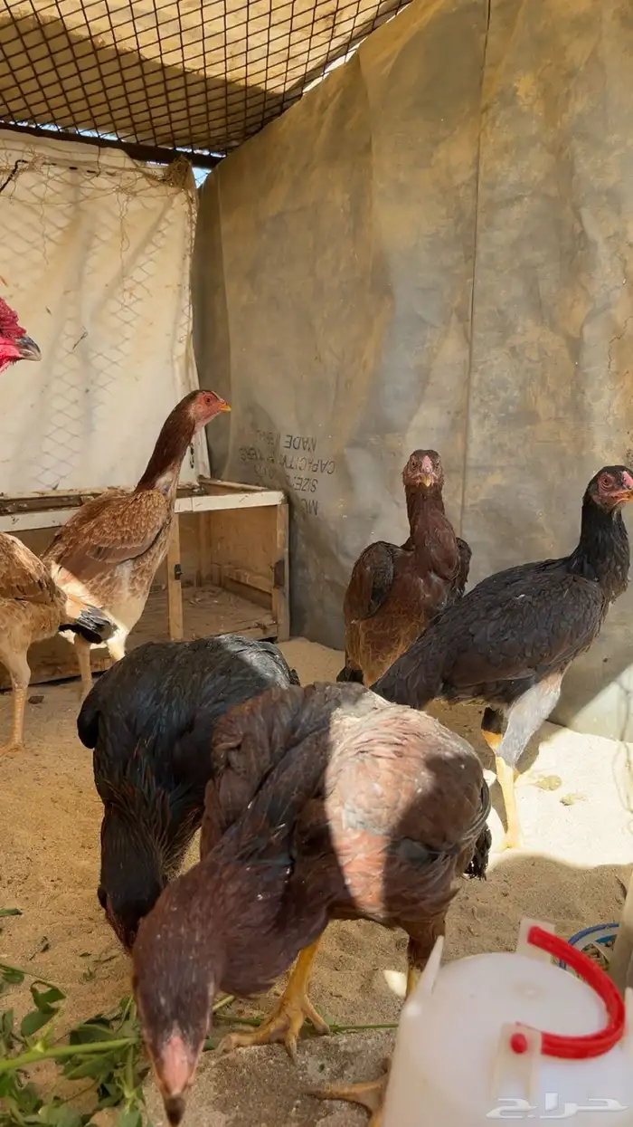 دجاج بكستاني 1