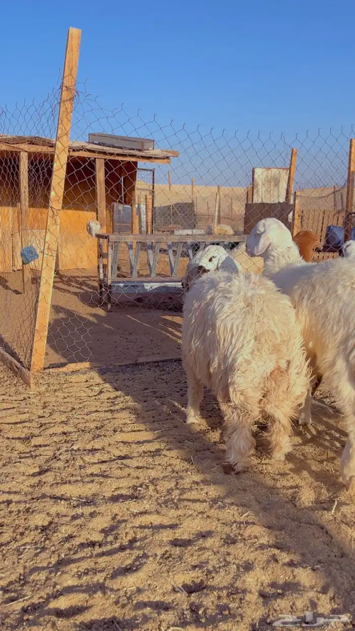 خرفان نعيم فل شحم على برسيم وشعير يوجد جبر وسط 1