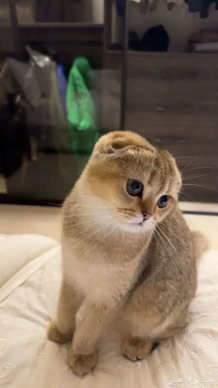 سكوتش فولد 1