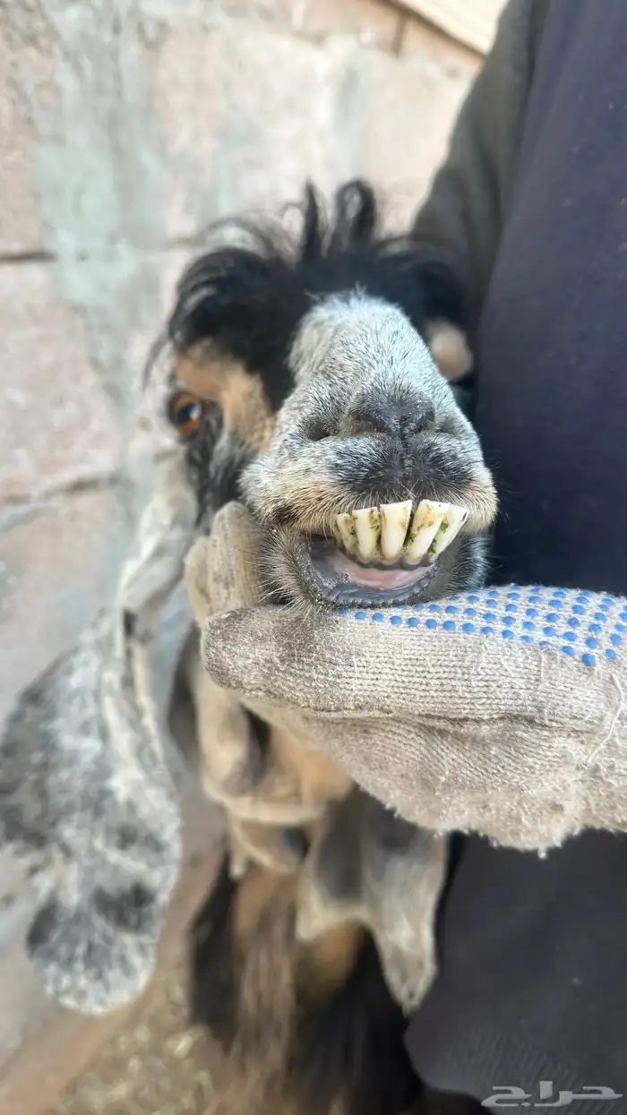 معزا عوارض عطر 6