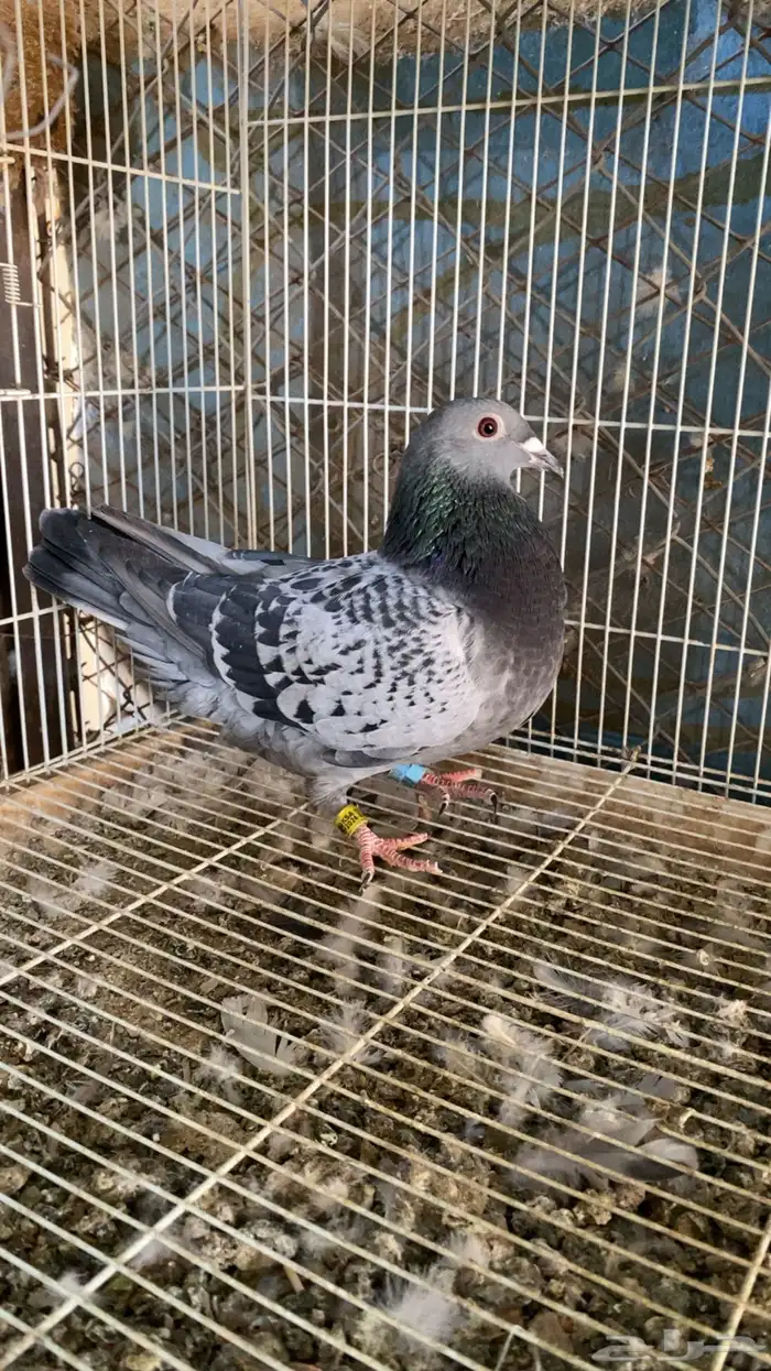 حمام زاجل سباق 2024 2