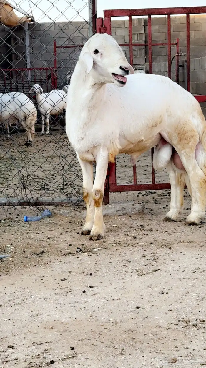 خروف فحل مشروط 1