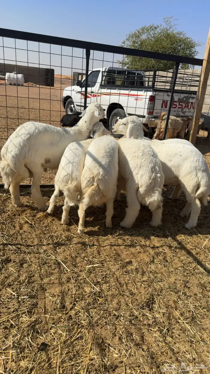 6 طليان شحم بريه 1