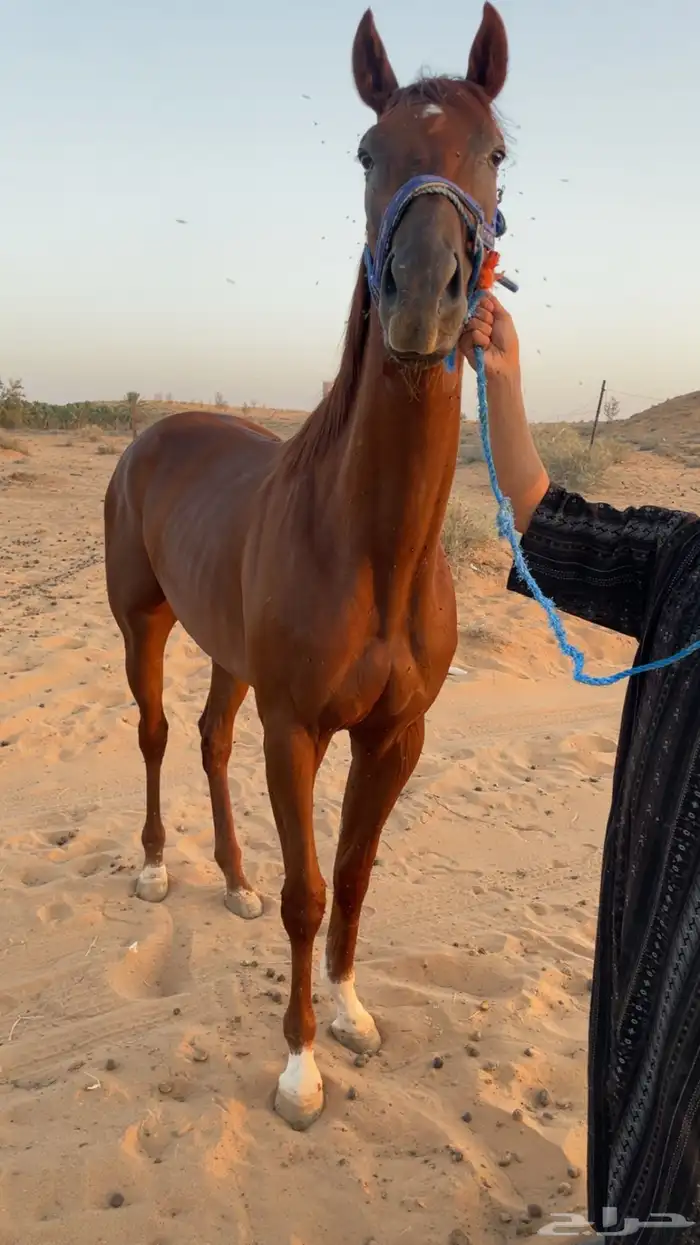 حصان انتاج ورق سبق مواليد 2022 0