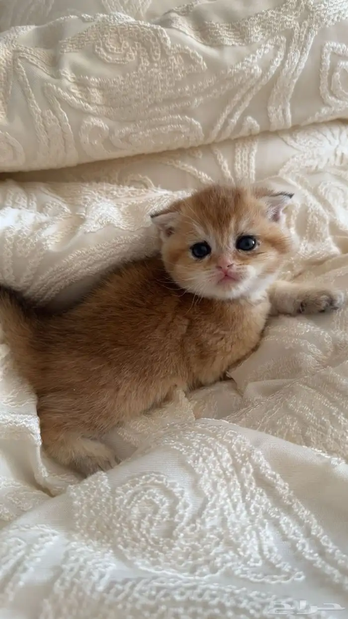 انثى سكوتش فولد ny12 للبيع 0