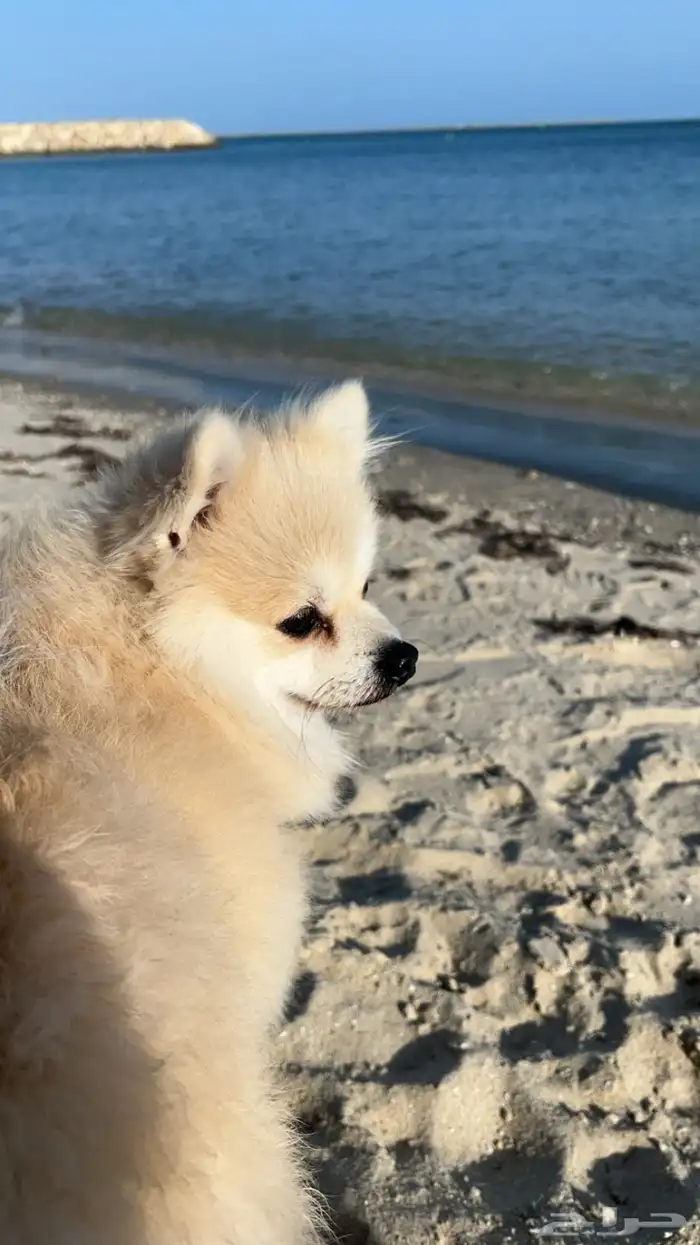 كلب لللبيع ب 4000الاف اخد التطعيمات كامله صحتوو ممتازه لعوب 4