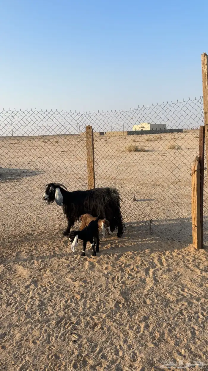 عنز خلفه تحتها 2 تيس وجفره 1