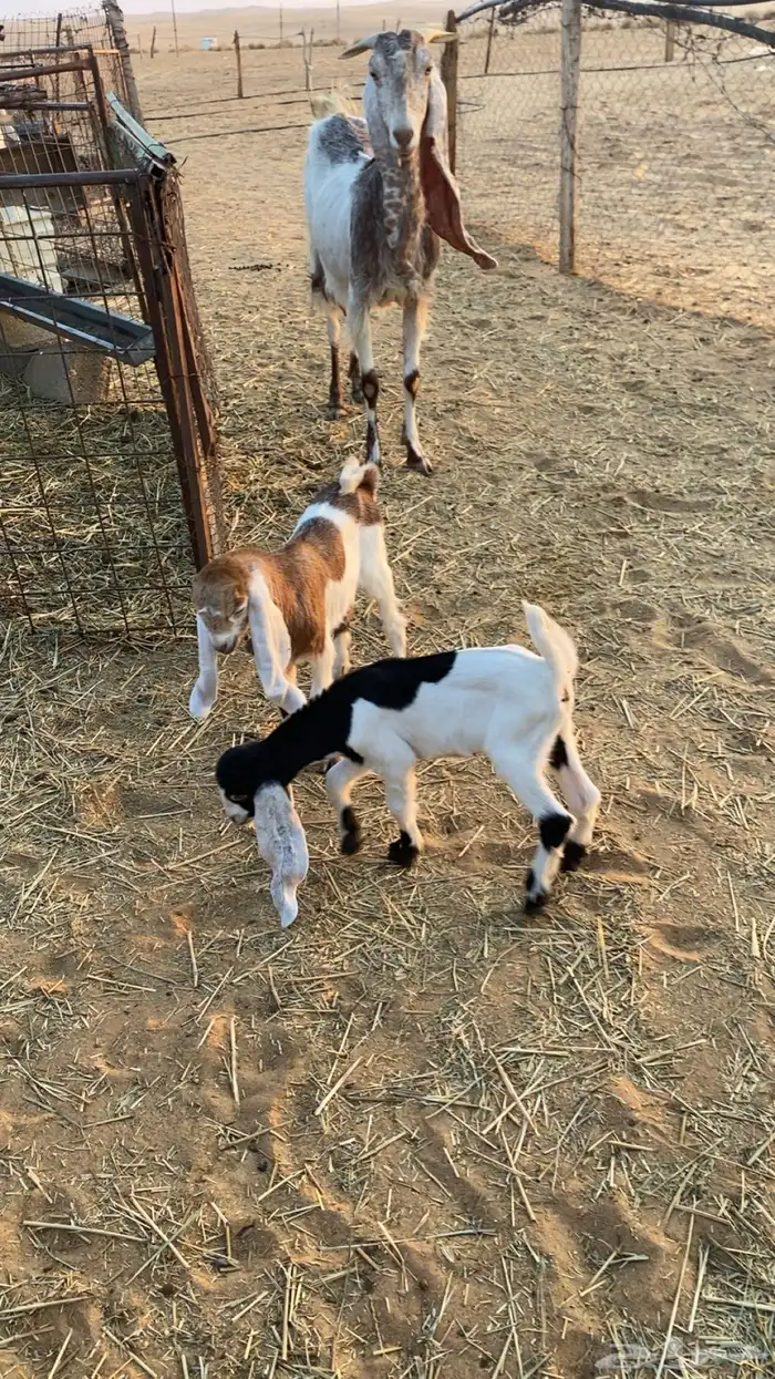 عنز هولنديه متوم 0