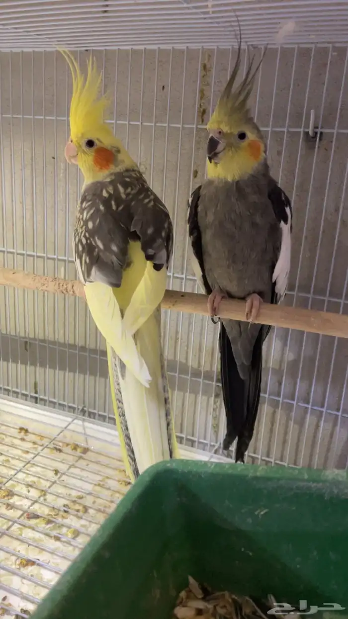 جوز كروان مع انتاجه 5