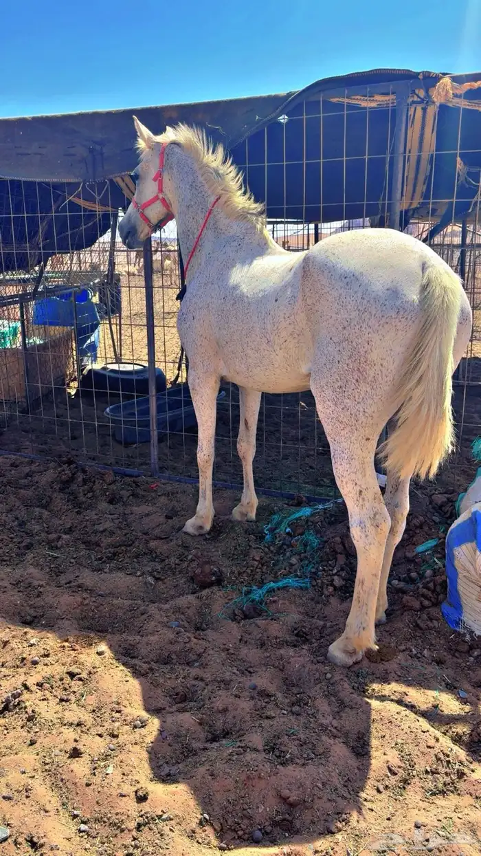 للبيع فرش شعبيه شيخه 3