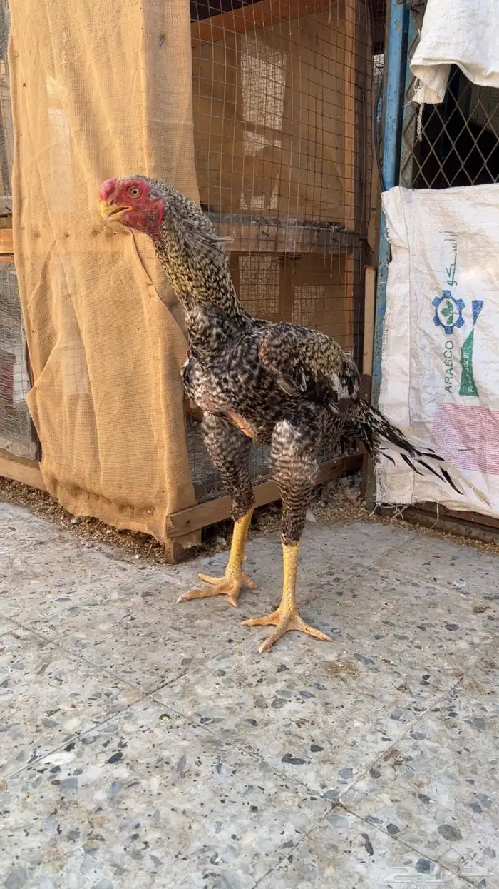 جوز اذناب الهند مستوى فاخر جدا ماشاءالله تبارك الله 2