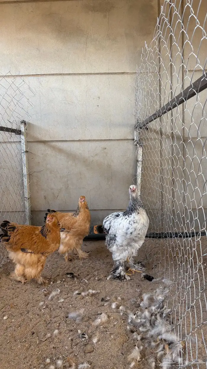 دجاج براهما 4