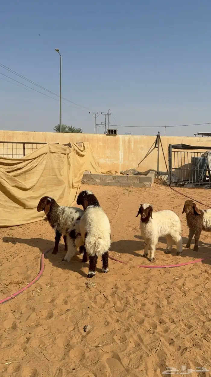 هرفي نعيمي من عمر شهرين ونص الى 3 شهور 1