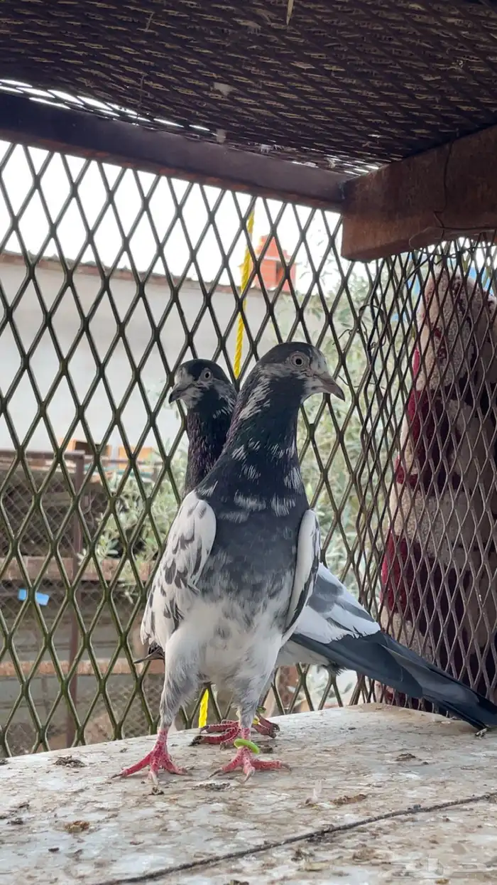 اجوز باكستاني بيور. 3