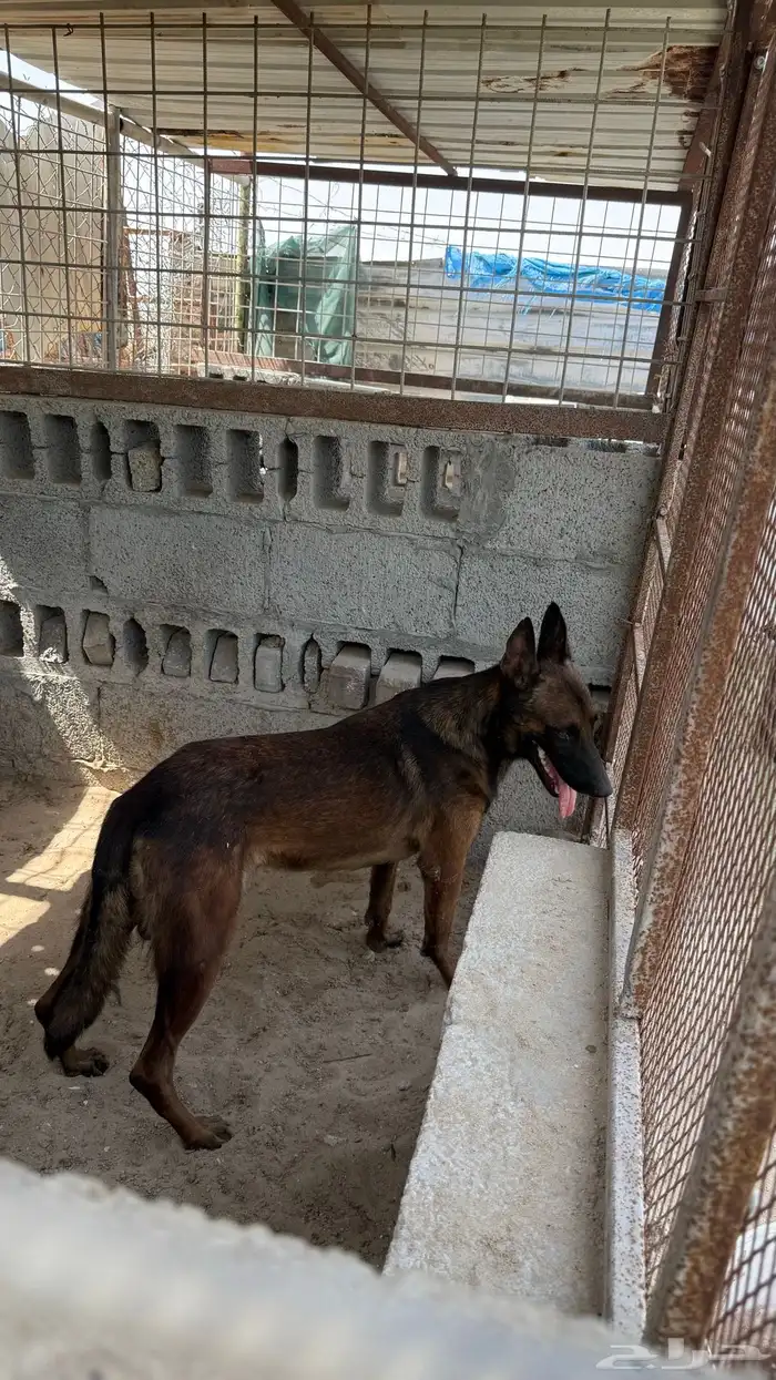 ذكر مالينو 1