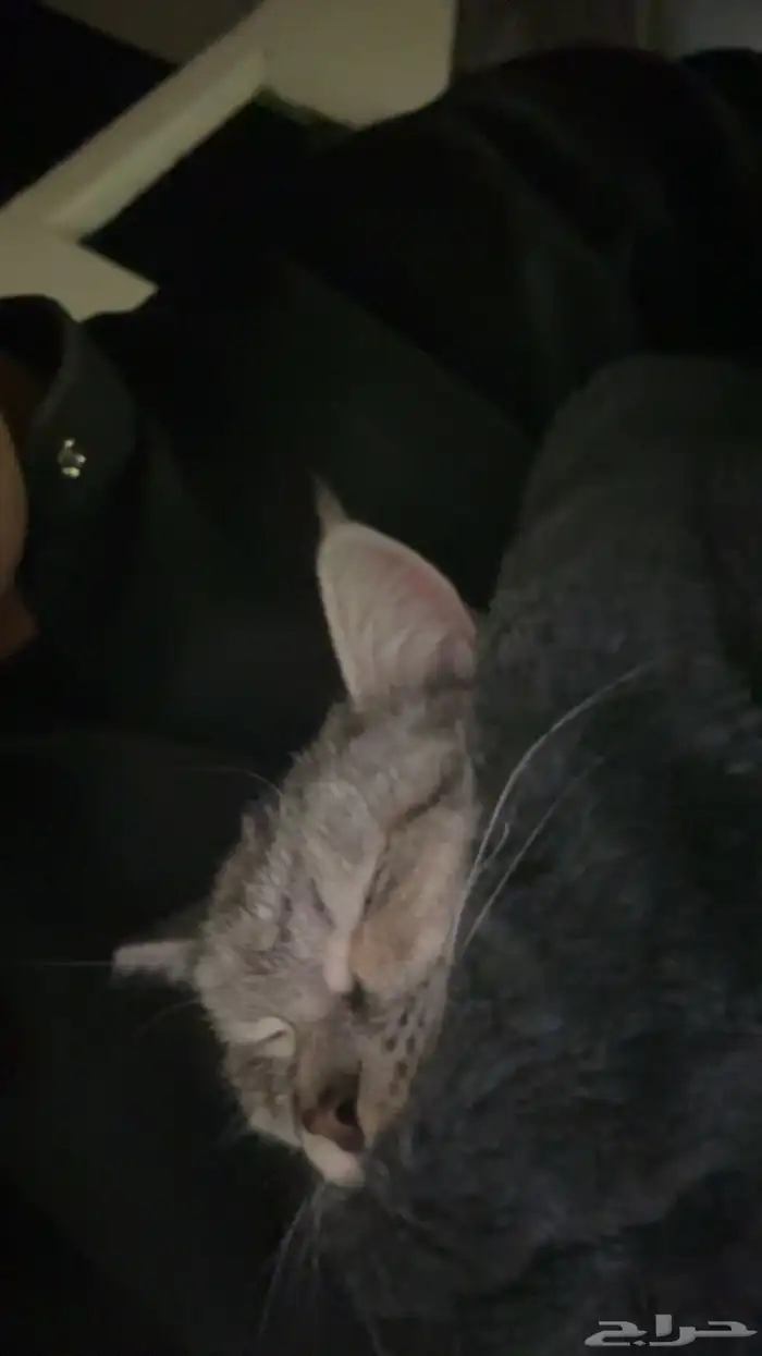 قطه أنثى شيرازي 3