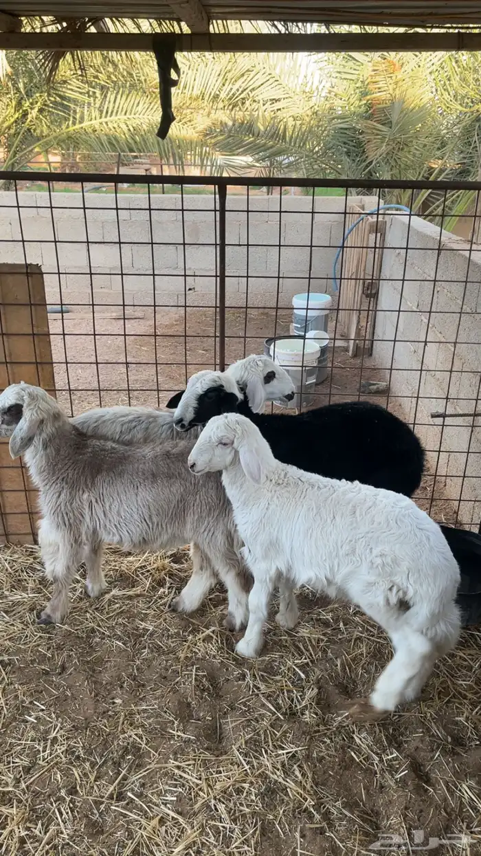 السلام عليكم ورحمة الله وبركاته للبيع طليان العدد 4 1