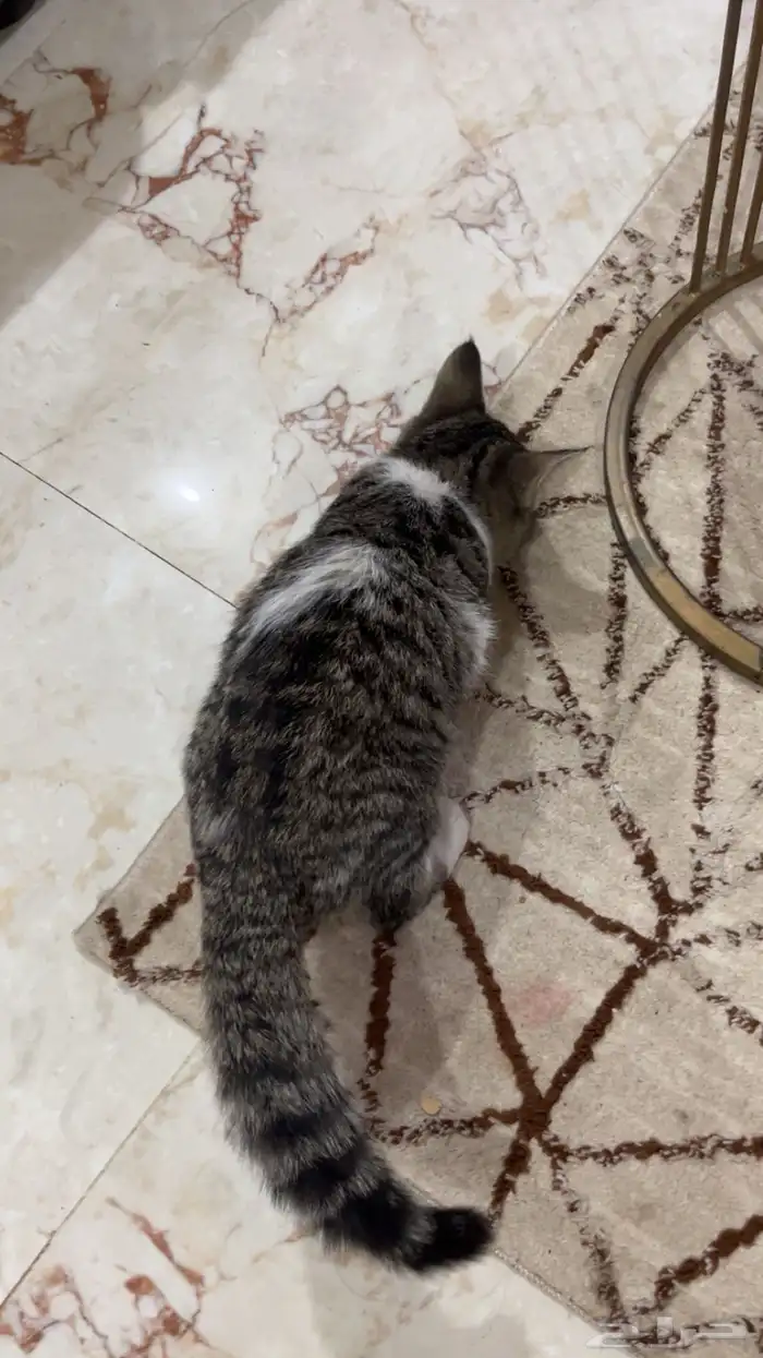 قط صغير للبيع 1