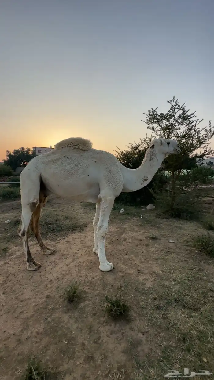 بعير اوضح منتج وهادي 1