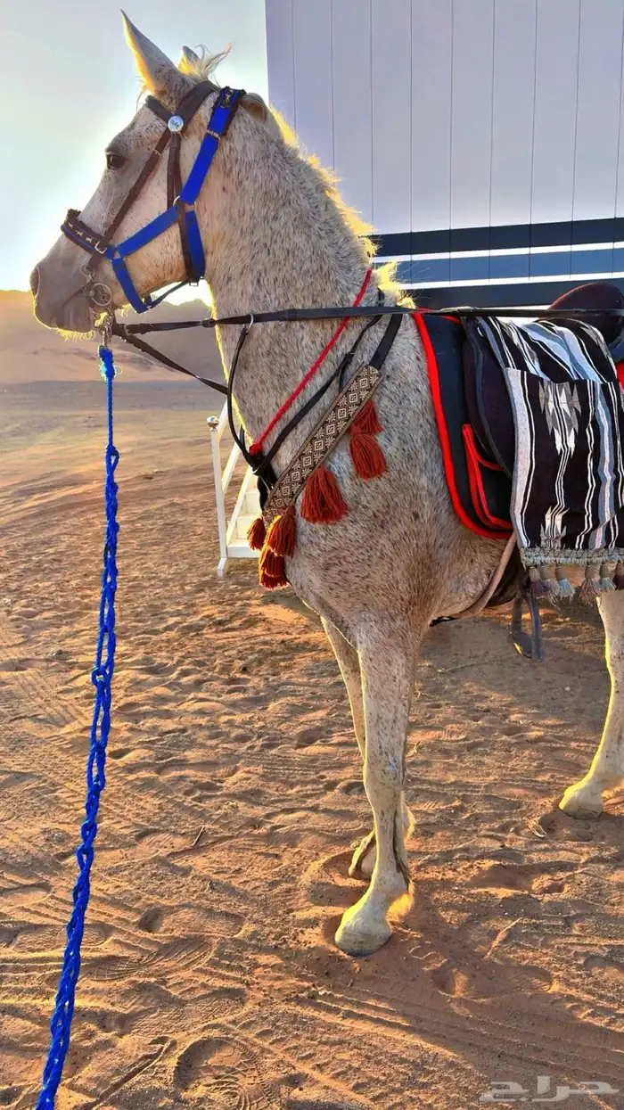 للبيع فرش شعبيه شيخه 0