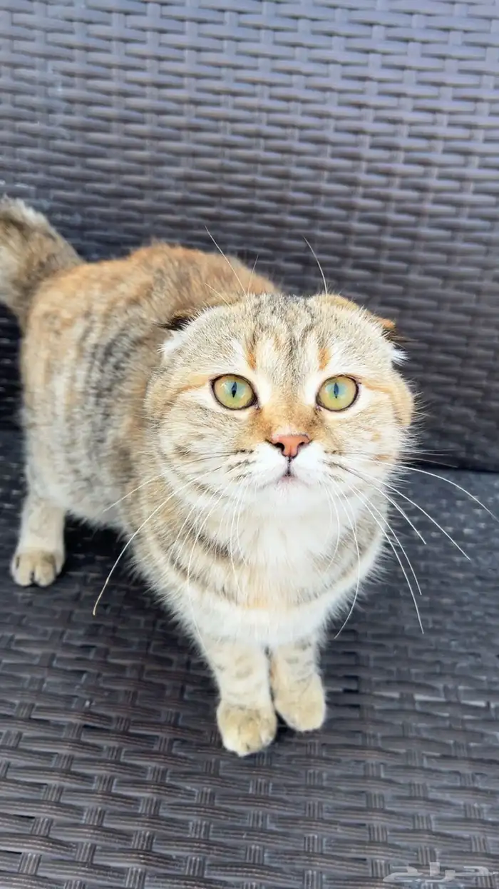 قطط للتبني 0