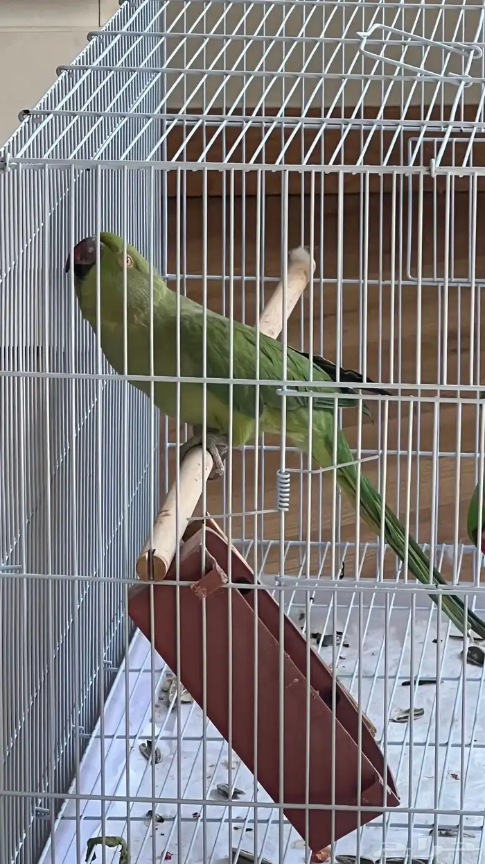 دره هندي (اناث) شرط انتاج وصحه وحجم ( تم البيع) 0