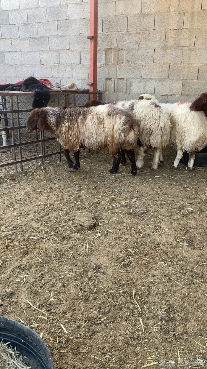 غنم مضاريع 1