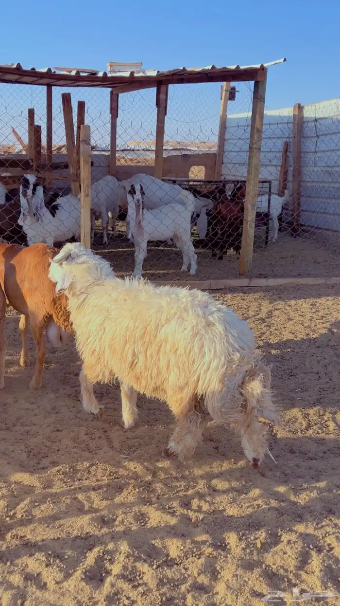 خرفان نعيم فل شحم على برسيم وشعير يوجد جبر وسط 2