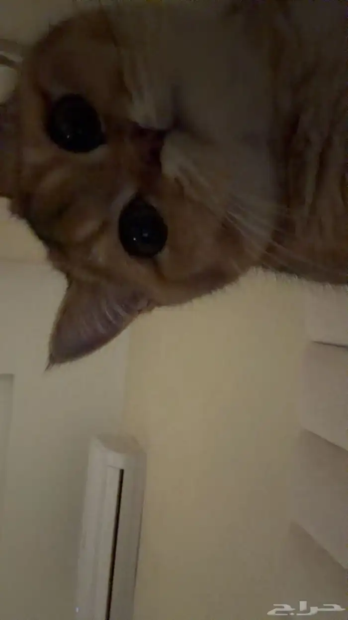 قطو سكوتش للتزاوج 0