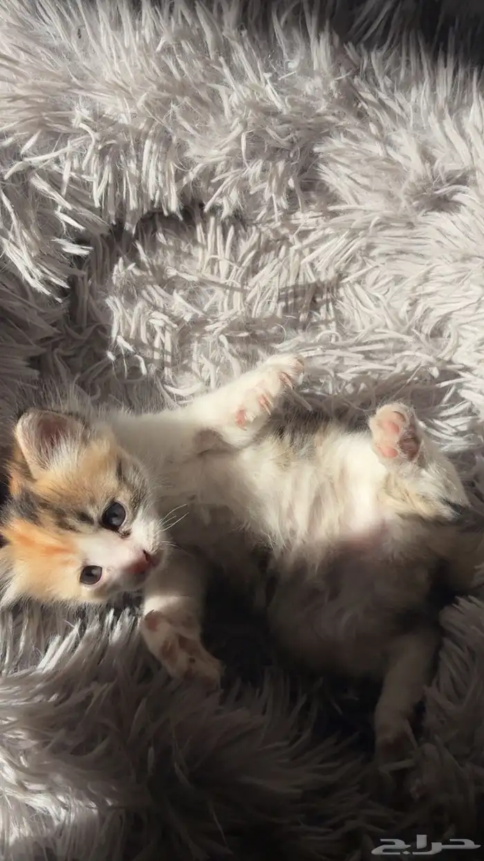 انثى شيرازي امريكي للبيع 3