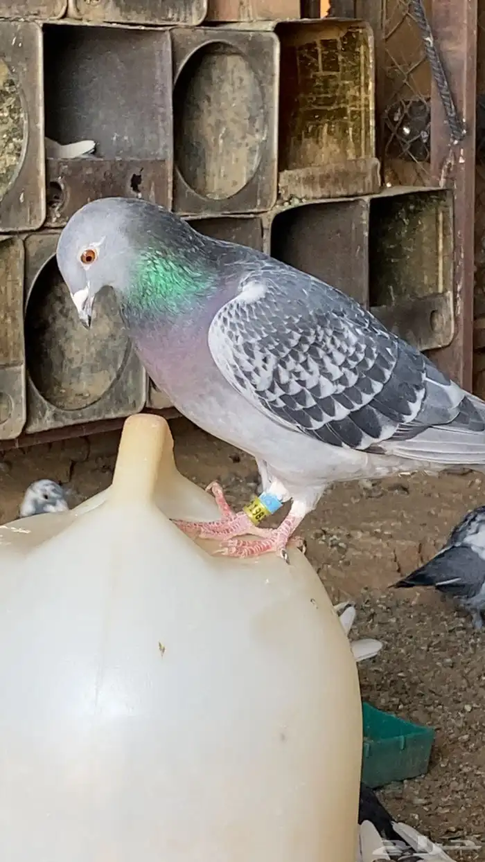 حمام زاجل سباق 2024 1