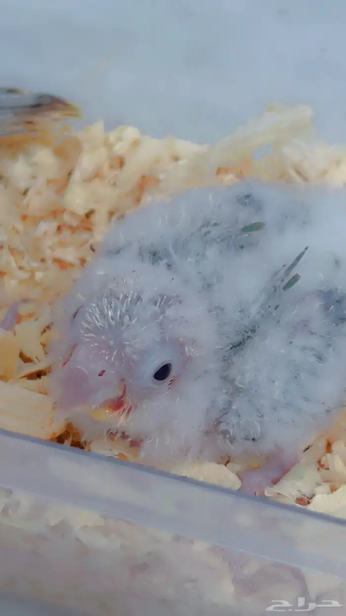 فروخ كنيور بلو ارتكواز وسلمون ارتكواز 1