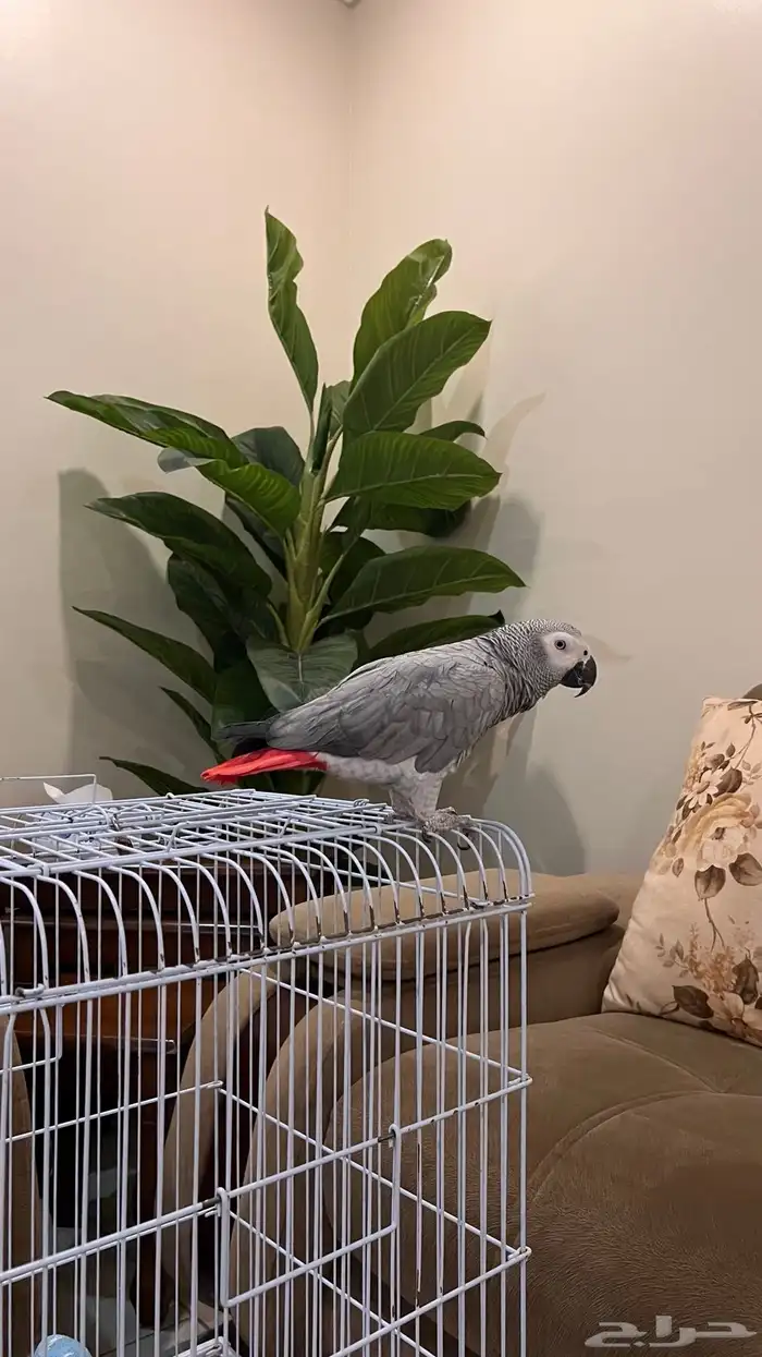 كاسكو أليف ومتكلم 5