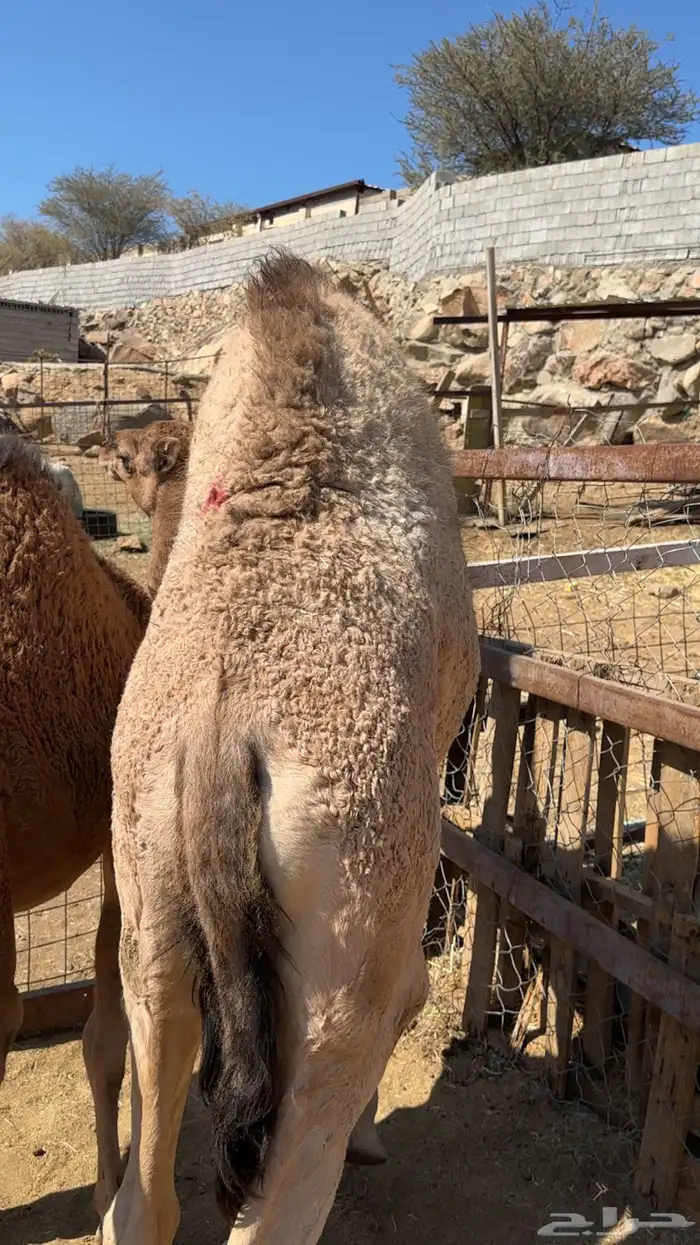 قعود على الحليب مقفل شحم 0