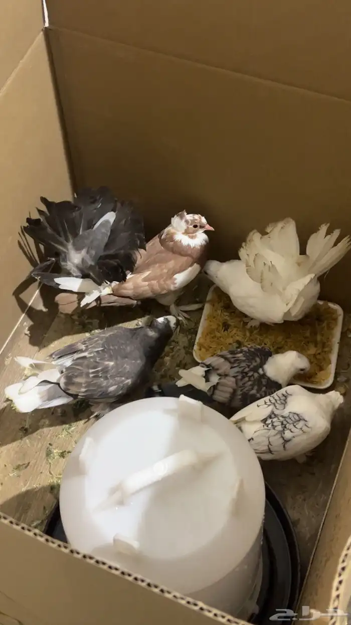 حمام للبيع 2