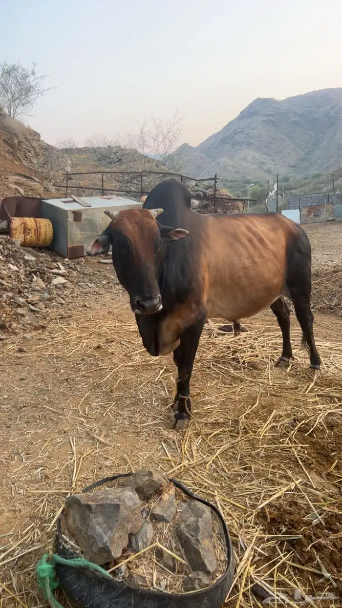 ثور للبيع مشروط 0