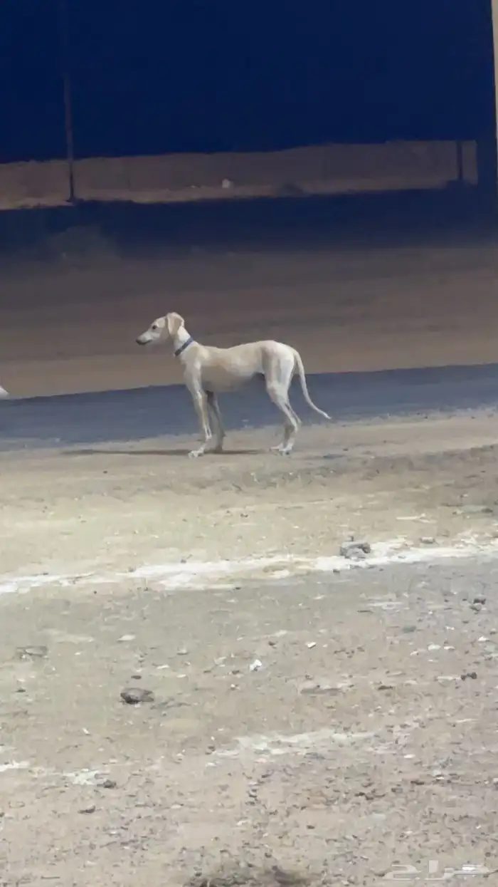 جراوه سلق عربيه 0