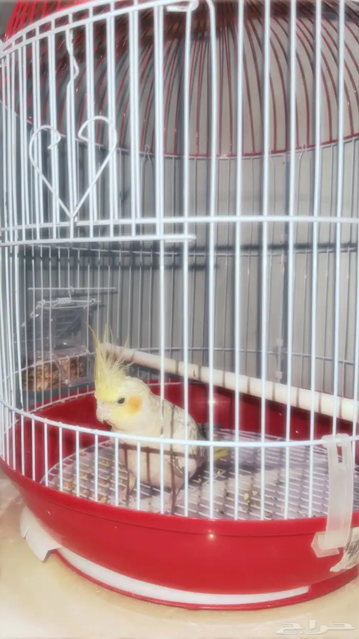 طائر الروز مع اكله وقفصه للبيع 300 2