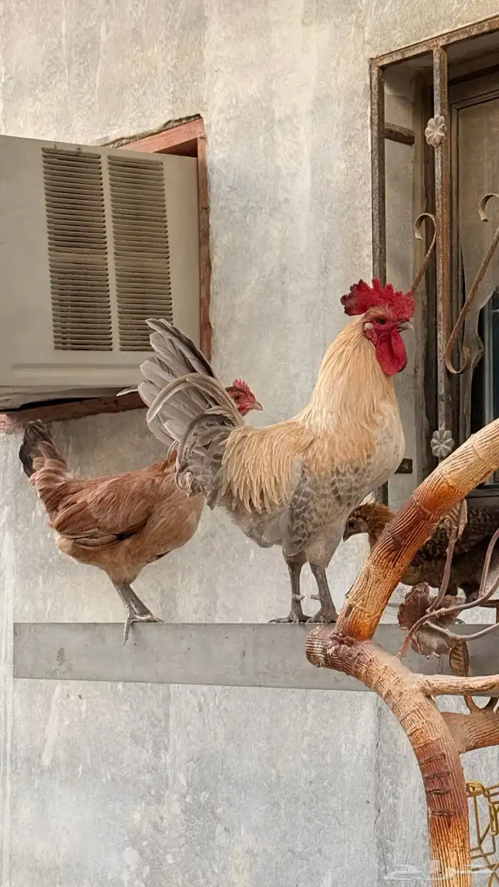 دجاج للبيع 4