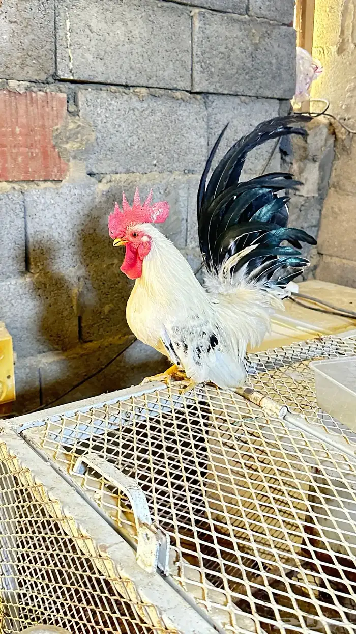 دجاج جبنيز جوز كولمبي 2