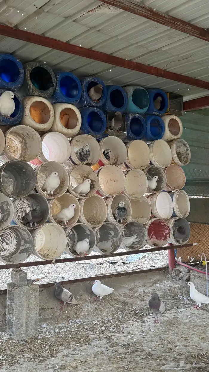 حمام فرنسي 2