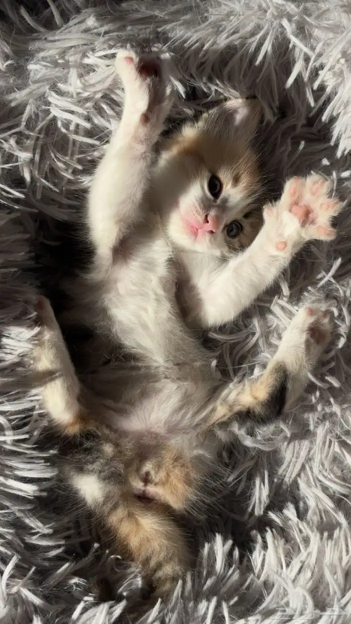 انثى شيرازي امريكي للبيع 2