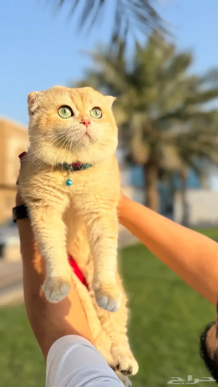 قط تربل فولد للتزاوج 2